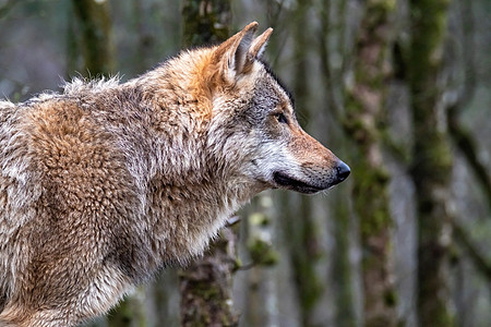 靠近一个成年狼群 在森林中漫步生物木材动物犬类鼻子食肉野生动物森林捕食者眼睛图片