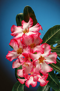 Desert Rose Impala Lily Mock Azalea Mock Azalea蓝宝石背景 可用作贺卡叶子脆弱性问图片