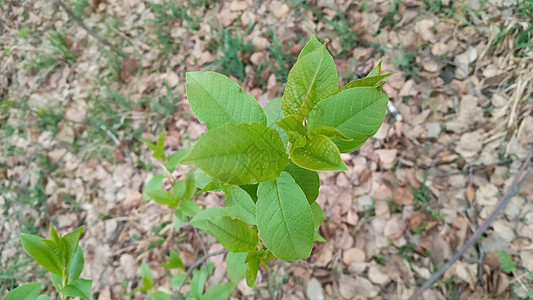 树枝薄薄的绿色叶子上有青绿叶 大自然在春天生 柳树园艺宏观绿色植物季节公园柳条枝条生态衬套树叶图片