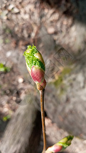 林登芽 胚胎拍摄 宏观观赏树枝芽 柔软背景 春季时间概念花园生活发芽公园木头绿色植物生态森林生长植物群图片