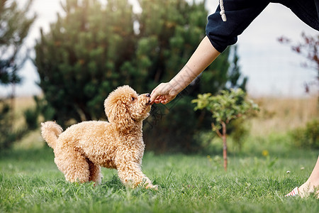 棕色的小贵宾犬 玩具贵宾犬品种的小狗 可爱的狗和好朋友 狗游戏 狗训练 做我的朋友 小狗得到了他的奖品图片