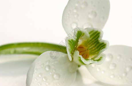 白色背景上白湿花的近距离拍摄花瓣植物工作室背景图片