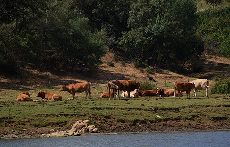 在河岸附近的草地上休息的牛和马图片