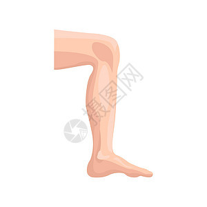 男性腿扁平图标 身体部位集合中的彩色矢量元素 用于网页设计 模板和信息图表的创意男性腿图标图片