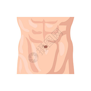 男性腹部扁平图标 身体部位集合中的彩色矢量元素 用于网页设计 模板和信息图表的创意男性腹部图标图片