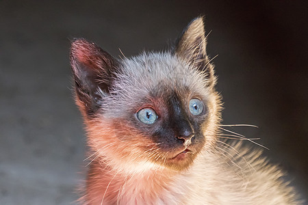 蓝眼小狗猫头目瞪着好奇的可爱小猫咪毛皮头发哺乳动物宠物婴儿猫咪虎斑蓝色耳朵动物图片