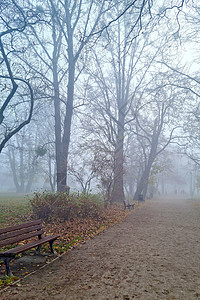 秋天公园里神秘的浓雾清晨薄雾魔法脚步太阳木头叶子海报场景阳光风景图片