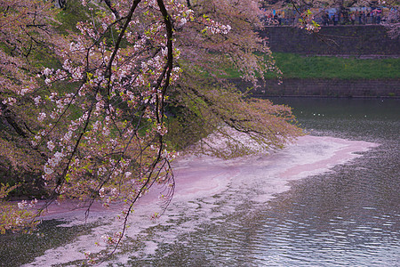 千鸟之渊奇多里加福吉樱花的画面皇宫樱花护城河文化背景