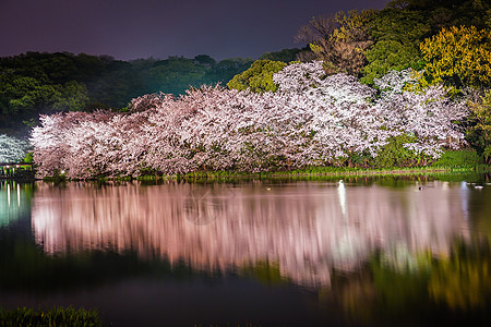 樱花三角夜景点照明花瓣财产胜利夜景精神樱花情感池塘图片