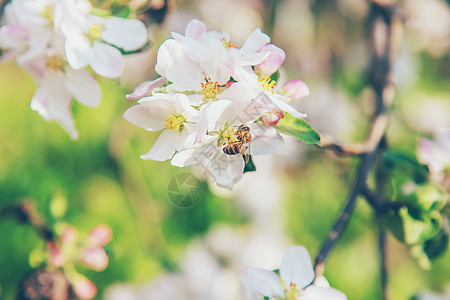 春天在花园蜜蜂中开花的苹果树 有选择的重点图片