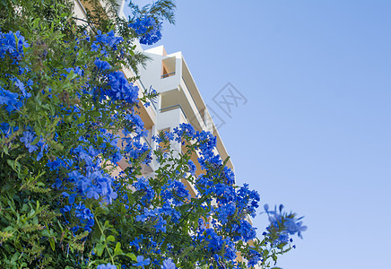 Plumbago 常绿灌木图片