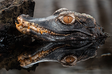 鳄鱼头皮肤动物热带宏观野生动物食肉爬虫动物群捕食者荒野图片