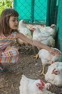 养鸡的农场里的孩子 有选择地集中精神网格残翼家禽自然木板风光运动动物翅膀橙子图片
