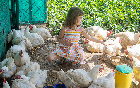 养鸡的农场里的孩子 有选择地集中精神婴儿微笑家禽草地自然田园农业运动青菜残翼图片