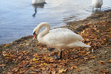 白天鹅在湖中游泳 加里宁格勒地区反射身体家庭翅膀公园动物池塘摄影蓝色父母图片