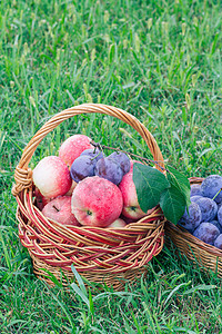 刚刚在绿草上采摘了梅子和苹果柳条绿色李子红色地面水果食物篮子收成季节图片