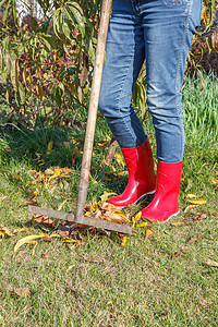女园艺员在秋天清扫花园活动园艺女性后院草地成人叶子院子女士绿化图片