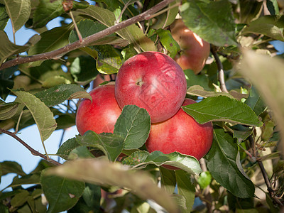 果园树枝上的红苹果波纹食物收成季节水果饮食农场茶点植物花园生长图片