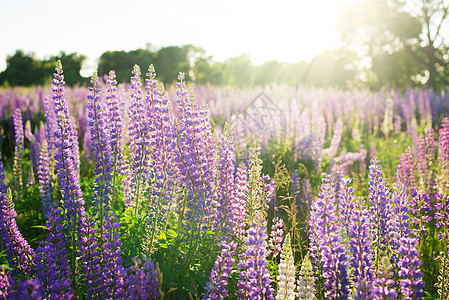 日落时花朵草地天空植物群野花太阳植物学花园季节生态晴天图片