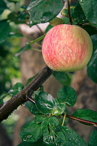 在果园的树枝上 有大成熟的苹果叶子季节天空植物饮食水果阳光园艺花园小吃图片