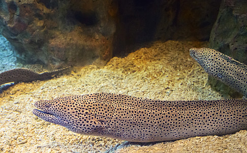 水族馆里有盐水鱼类莫雷海尔藻类生物热带鱼旅行珊瑚异国食物情调海洋多样性图片