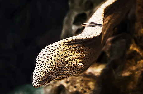 水族馆里有盐水鱼类莫雷海尔海洋藻类旅行动物热带鱼多样性生物生活异国海鱼图片