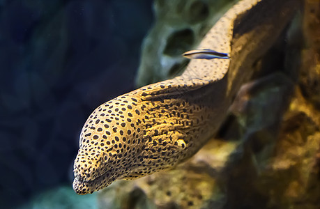 水族馆里有盐水鱼类莫雷海尔生活海洋异国食物多样性深海牙齿旅行动物藻类图片