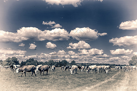 牛在森林附近的草地上放牧农场团体哺乳动物蓝色天空牧场农业植物牛奶动物图片