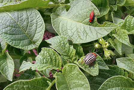 科罗拉多马铃薯甲虫和马铃薯叶上的幼虫宏观昆虫农业场地橙子植物食物树叶昆虫学害虫图片