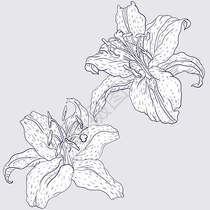 东方莉莉花植物草图紫色线条观星者装饰星星植物群风格艺术图片