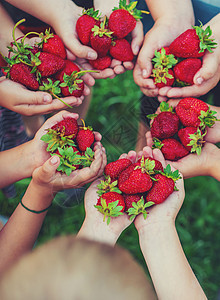 暑期草莓落入儿童手中 有选择的焦点农业婴儿农场植物花园收成棕榈食物浆果女孩图片