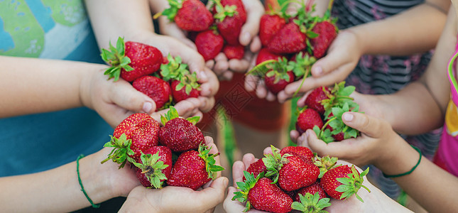 暑期草莓落入儿童手中 有选择的焦点农业孩子男生食物浆果营养棕榈饮食花园手指图片