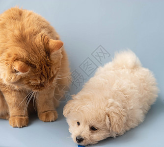 一只大红猫看着一小只小狗狗 它就在附近图片