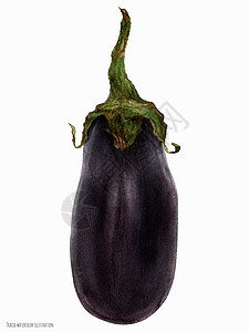 小型黑茄子水果食物蔬菜水彩黑色艺术植物插图收成生物葫芦图片