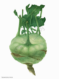 植物图示健康绿色食物植物学蔬菜艺术插图美食图片