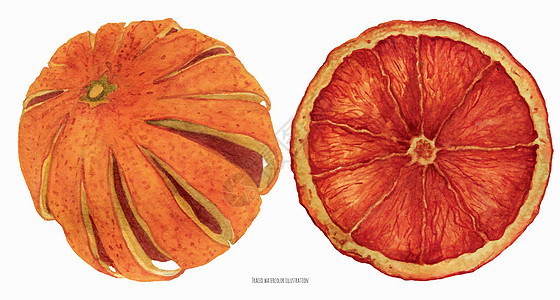 圣诞水彩干橙橙子绿色手绘艺术花环花圈圆形新年图片