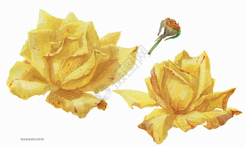蒙顶黄芽两朵黄玫瑰花花卉植物玫瑰绘画艺术手绘黄色植物群插画