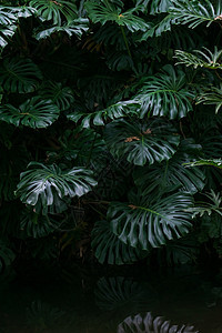 森林背景中的怪兽厚度生态环境保护树木植被热带叶子气氛雨林丛林灌木丛图片