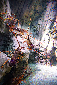 普通的脊椎龙虾甲壳类动物 在金红色岩石上水下海上生活动物群水族馆潜水海洋生物情调保护荒野触角野生动物图片