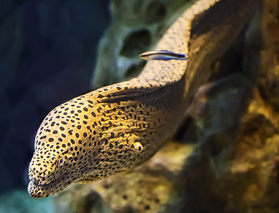 水族馆里有盐水鱼类莫雷海尔异国牙齿海洋生活旅行情调海鱼多样性食物藻类图片