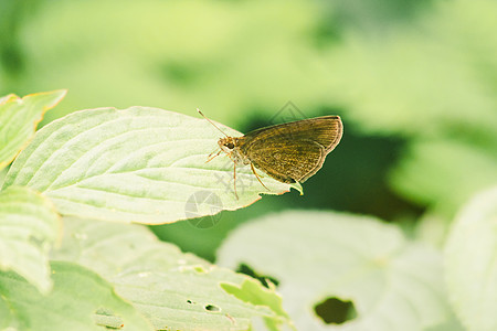 叶子上的棕蝴蝶野生动物生物生活动物群花瓣昆虫花园船长墙纸鳞翅目图片