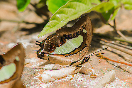 姓氏 岩质地上的腿蝴蝶Nymphalidae家庭动物群脊椎动物翅膀哑剧科学摄影蓝色天线墙纸漏洞图片