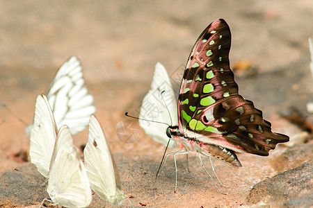 Boisduval 石地板上的斑点杰伊昆虫生物学动物花蜜蝴蝶花园漏洞环境吮吸自由图片