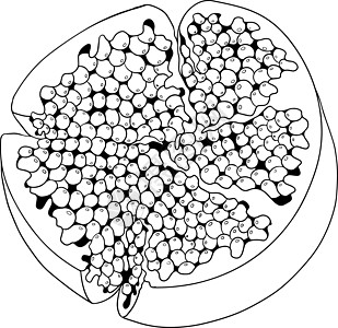 白色背景上的石榴矢量插图 彩色页面水果叶子团体甜点食物种子营养石榴石果汁植物图片