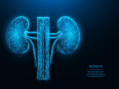 肾单位深蓝色背景下人类肾脏的多边形矢量图解 内部器官低聚设计 肾脏科或泌尿科医学横幅 模板或背景设计图片