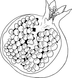 白色背景上的石榴矢量插图 彩色页面植物种子营养水果果汁叶子石榴石团体甜点食物图片