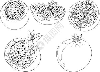 白色背景上的石榴矢量插图 彩色页面果汁植物营养叶子甜点种子石榴石团体水果食物图片