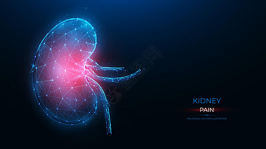深蓝色背景下发炎的人肾的多边形矢量图解 排泄系统概念的器官疾病 泌尿科或肾脏科模板或横幅生物学插图动脉感染解剖学疼痛科学身体蓝色图片