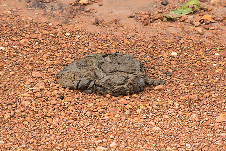 碎石路上的大象粪便哺乳动物生活热带场景树干昆虫回收墨水臭虫晴天图片