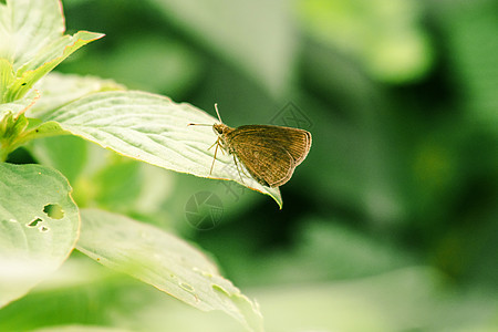叶子上的棕蝴蝶宏观昆虫学荒野野生动物植物学生活玻璃墙纸鳞翅目生物图片